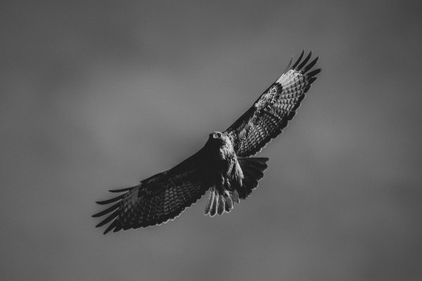 Taller-de-pajaros-avila