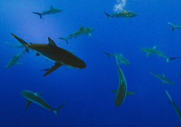 Tiburones-afectados-covid