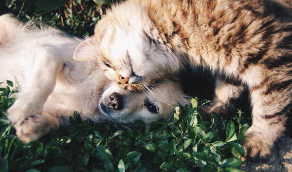 perro-gato-salud-mental-confinamiento