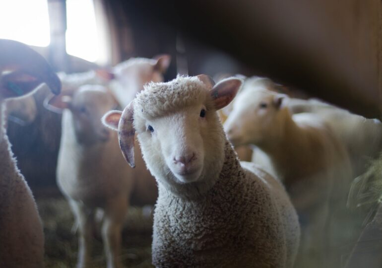 Acerta aumenta su capacidad para certificación del bienestar animal