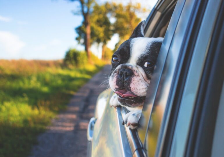 Los taxis para mascotas llegan a La Coruña. Taxi Guau