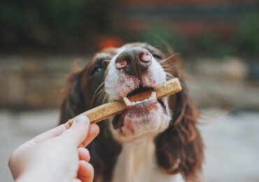 alimentos-mascotas