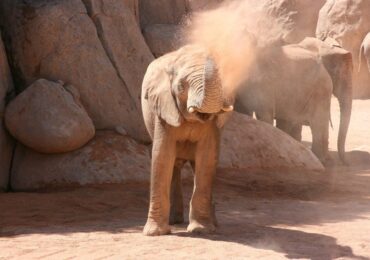 animales-bioparc-valencia-halloween