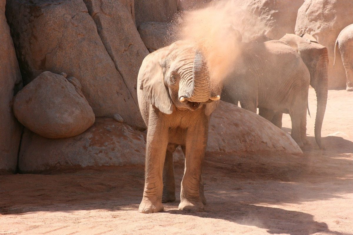 animales-bioparc-valencia-halloween