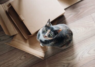 dia-del-gato