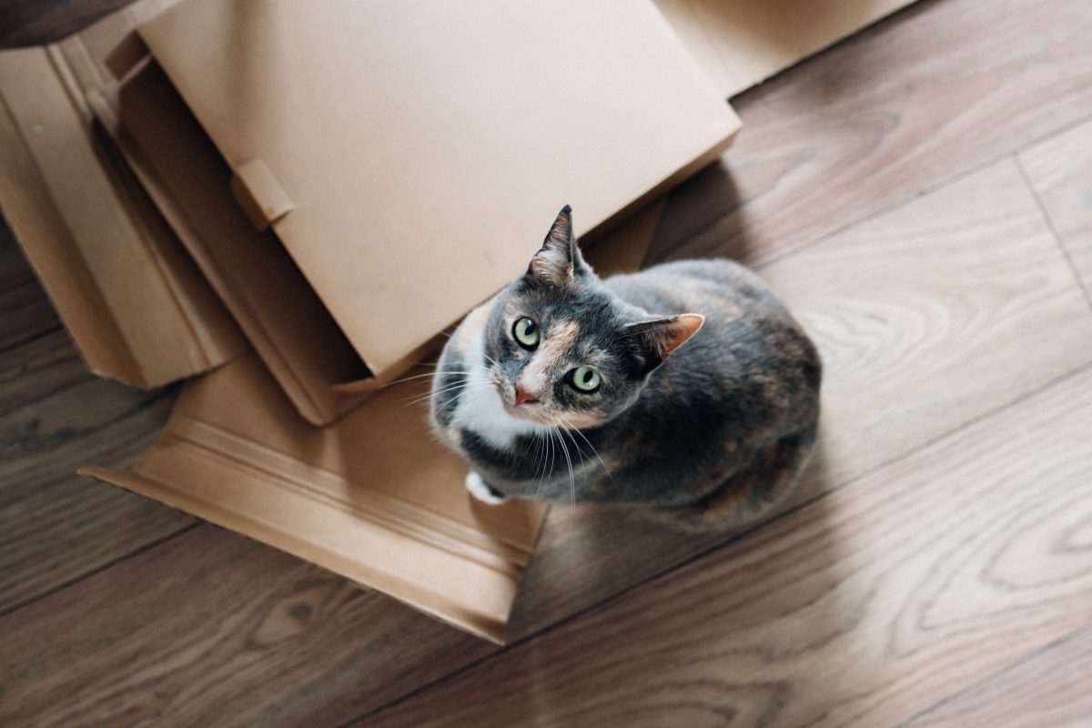 dia-del-gato