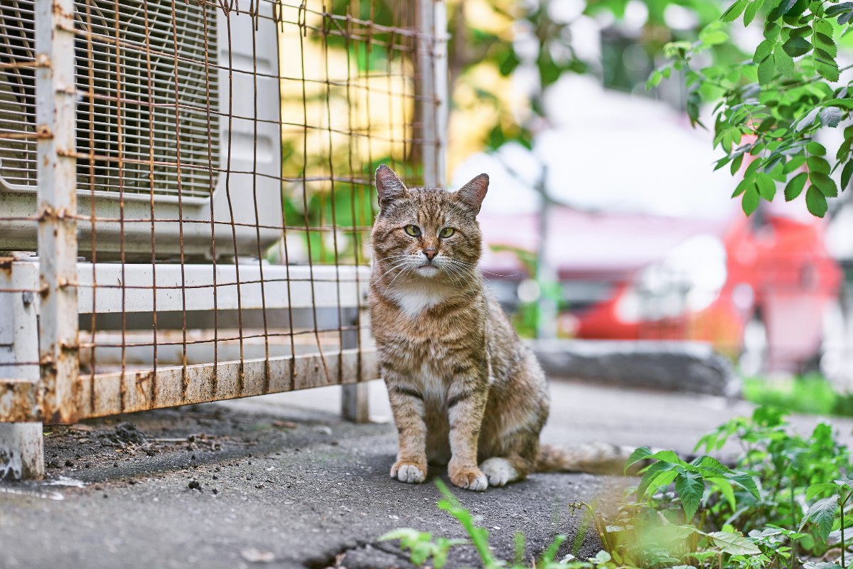 gato-salva-nino