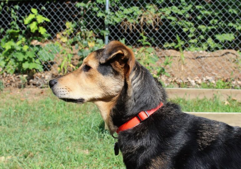 La Generalitat endurecerá multas para llegar al sacrificio cero de mascotas