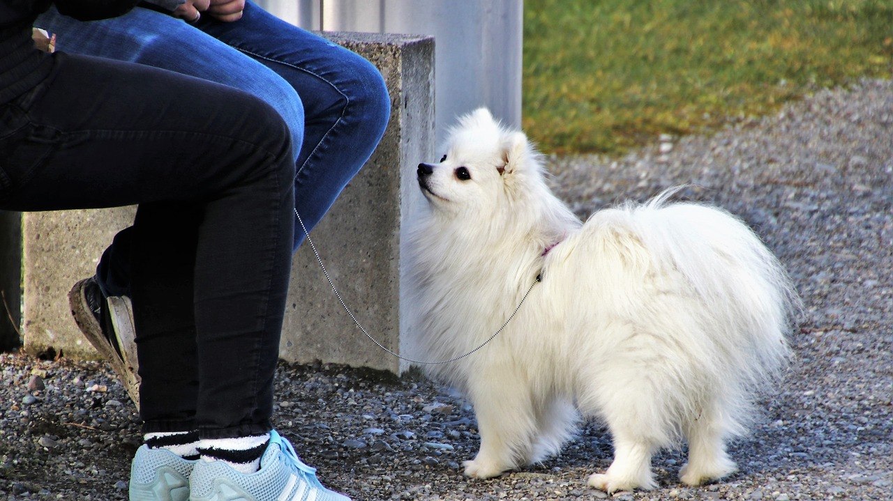 multa-perros-salamanca