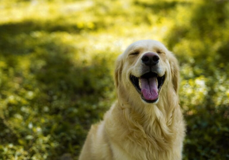 Un perro se traga el anillo de compromiso de su dueña