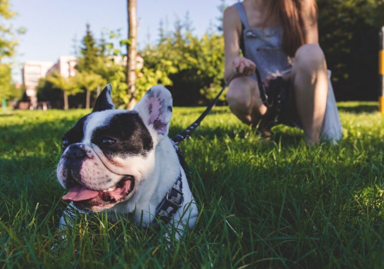 Los propietarios de mascotas en Huesca tendrán la obligación de limpiar los orines de estas