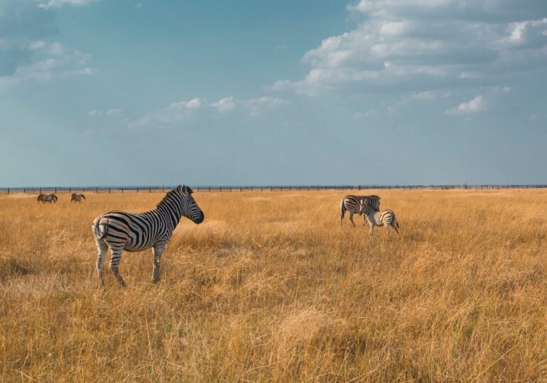 Descubren que las rayas de los animales indican al grupo en qué dirección huir