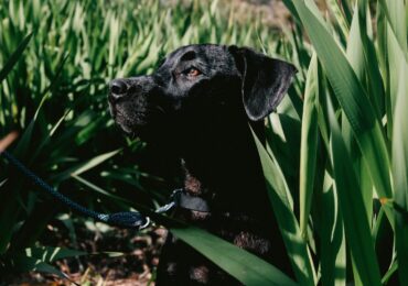 terapia-asistida-perros-caceres