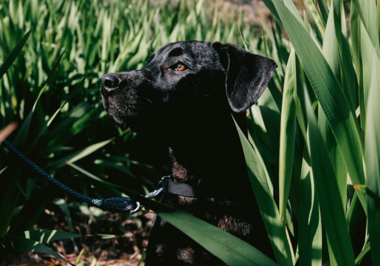 Se pone en marcha el programa piloto de terapia asistida con perros para víctimas de violencia en Cáceres