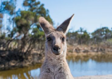 Marsupiales australia