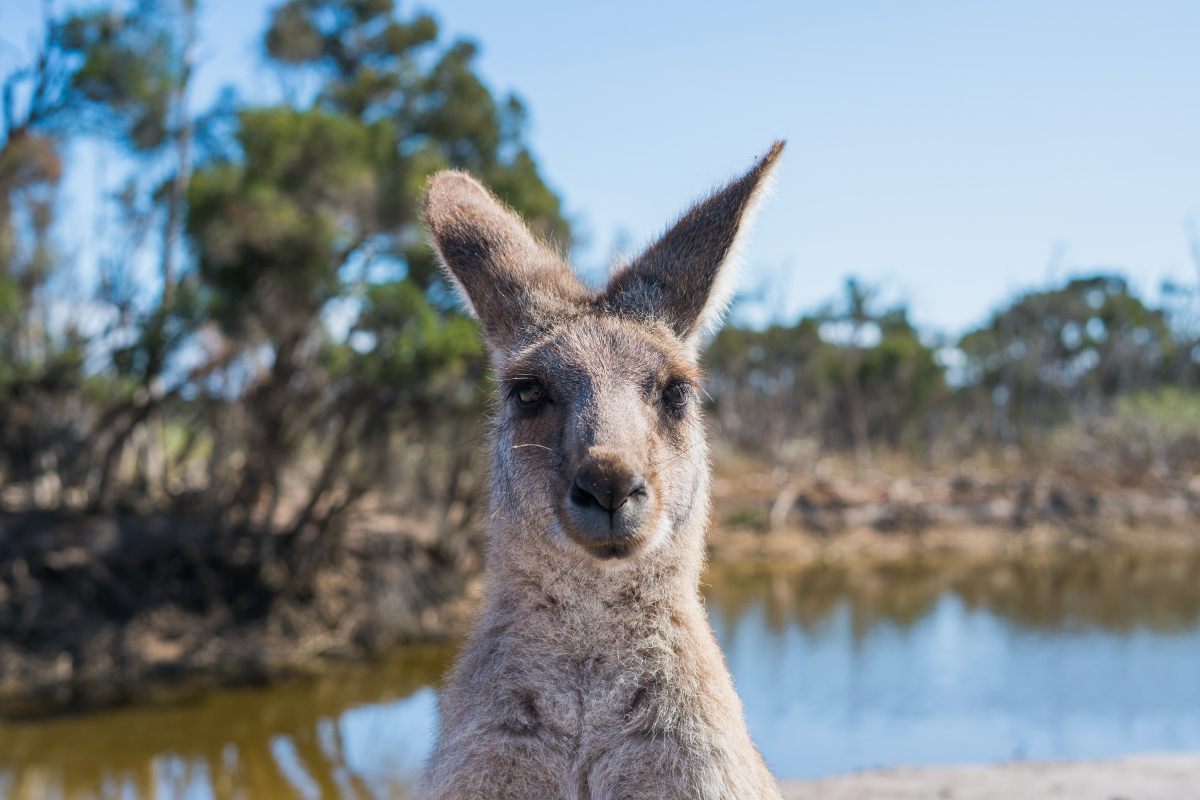 Marsupiales australia