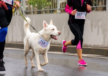 perro-deporte