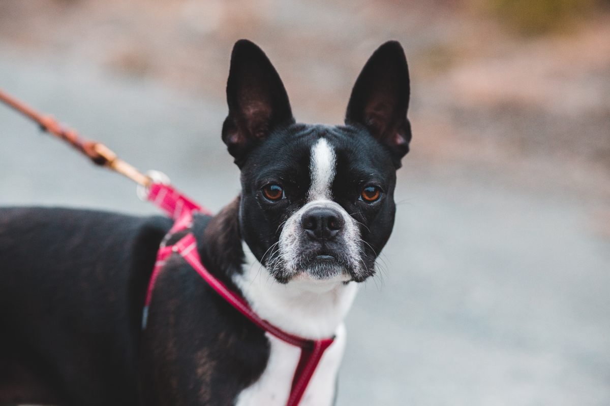 collar o arnés para perro