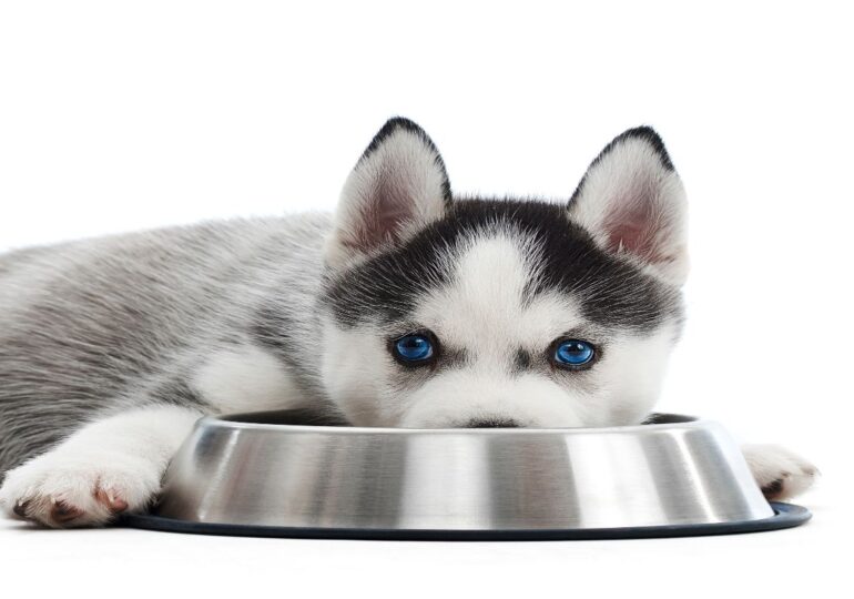 Comida para perros, marcas más vendidas en Amazon