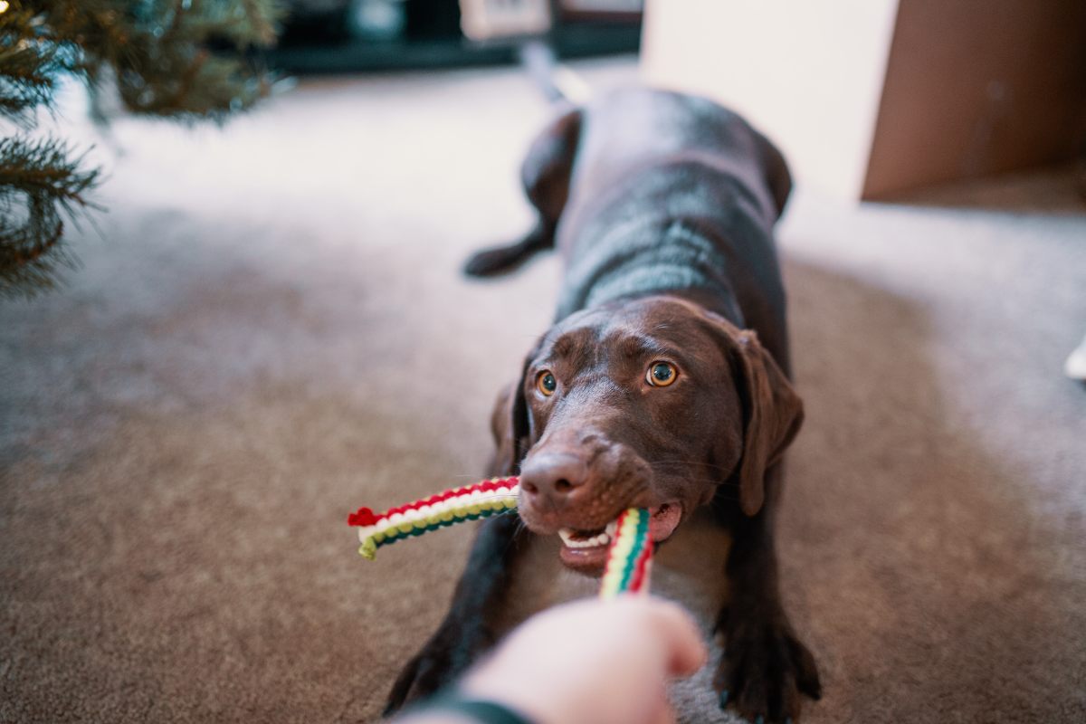 juguete interactivo perro Navidad