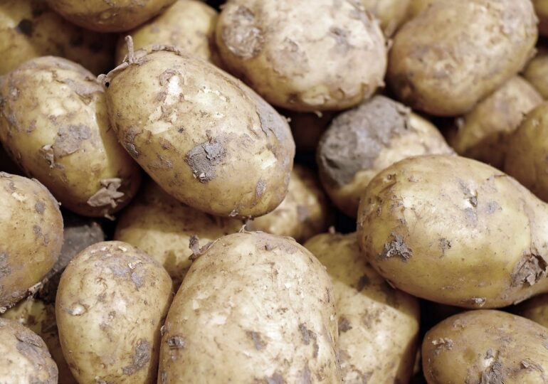 Las exportaciones hortofrutícolas murcianas resisten a la pandemia