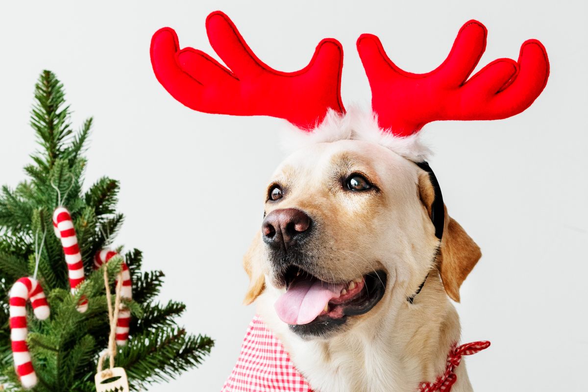 perro foto Navidad