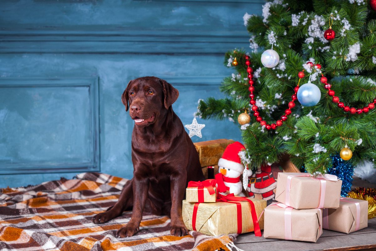 Regalos para tu perro en Navidad