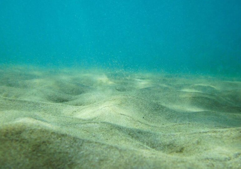 Investigadores localizan especies antitumorales en el Mediterráneo