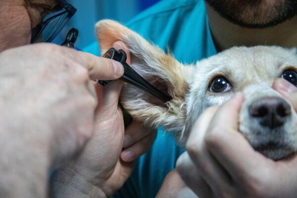 La Leishmaniosis en Perros Sintomas Prevencion y Tratamiento La Leishmaniosis en Perros: Síntomas, Prevención y Tratamiento