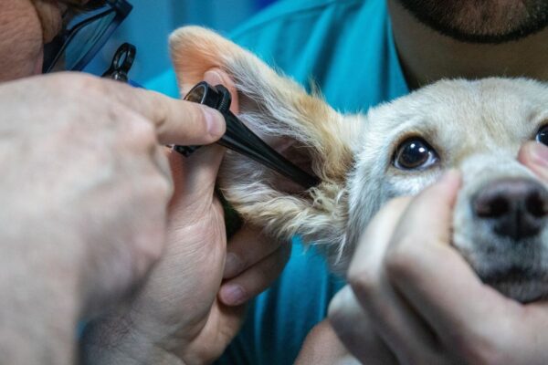 nuevo hospital veterinario