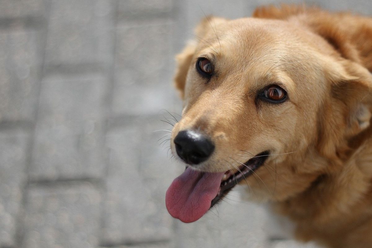 Evita que tu mascota se ponga en riesgo