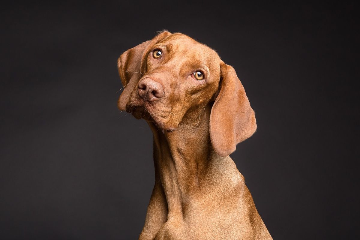 Descubre el mejor pienso para perros en el mercado