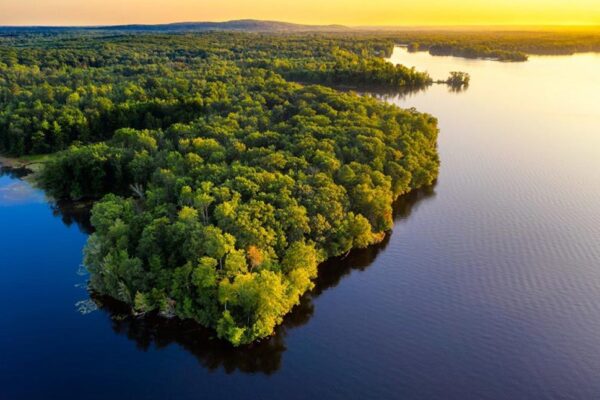 amazonia 3 Nuevo descubrimiento en la Amazonía: una especie con pelaje azul y ojos amarillos